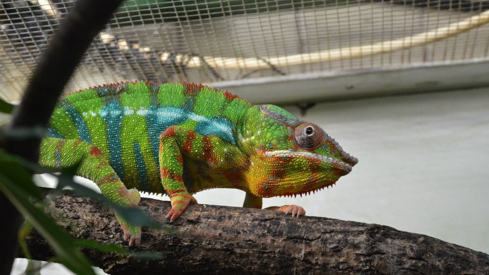 Chameleoni v ZOO Dvůr Králové nad Labem