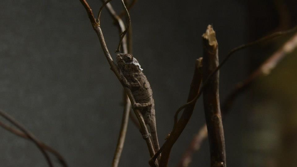 Chameleoni v ZOO Dvůr Králové nad Labem