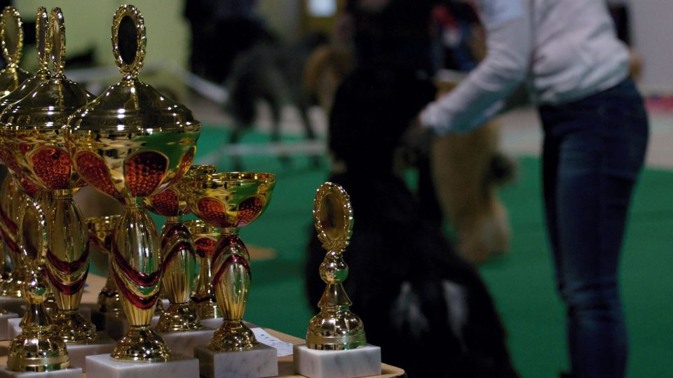 Mezinárodní výstava psů v Českých Budějovicích