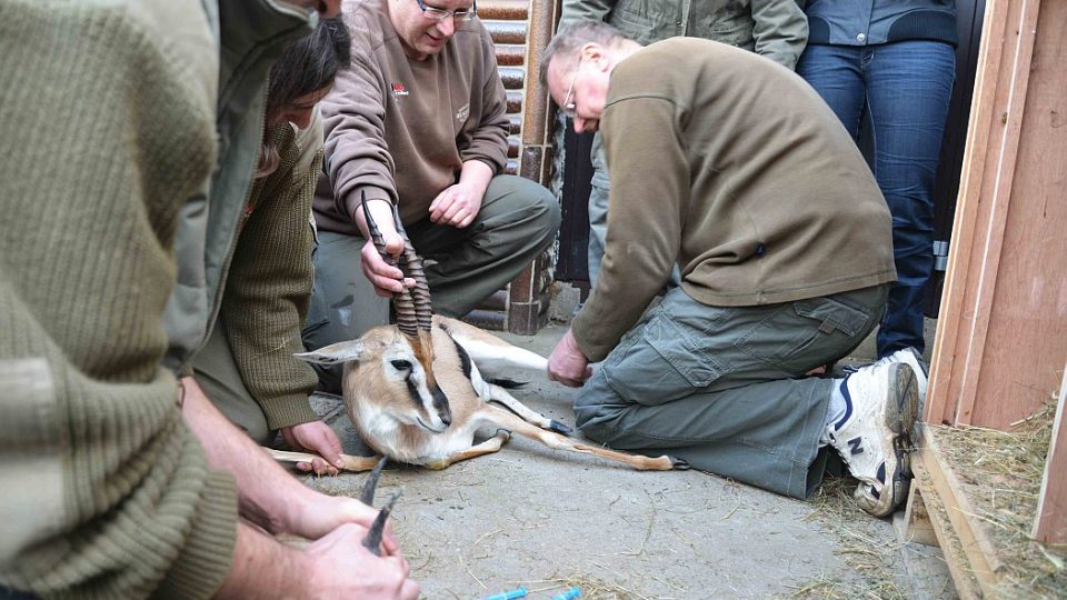 Ze ZOO Dvůr Králové odjel transport zvířat do ZOO Hodenhagen, odkud dorazí samice jižního bílého nosorožce