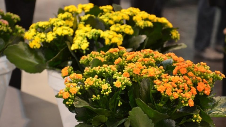 Internationale Pflanzenmesse, mezinárodní, zahradnický, květinářský a floristický veletrh