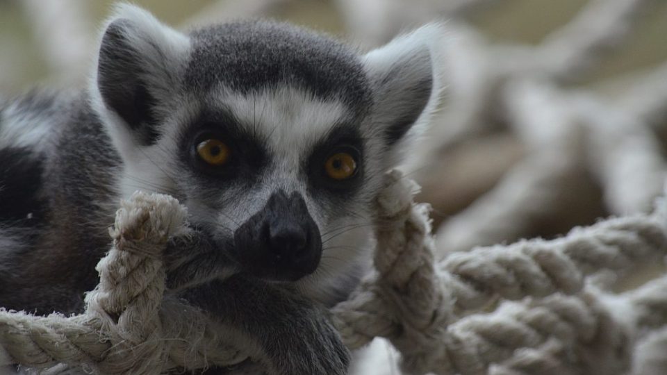 Lemur kata v ZOO Dvůr Králové nad Labem