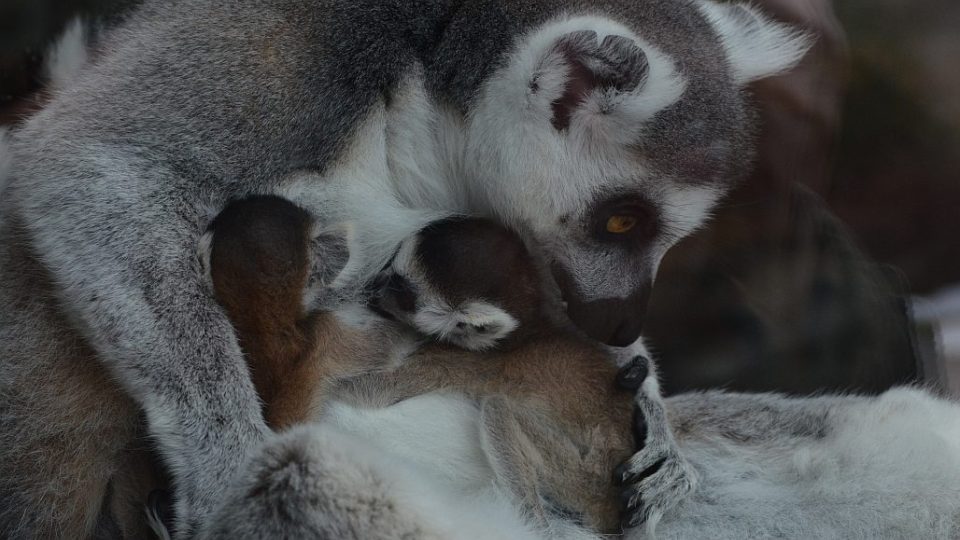 Lemur kata v ZOO Dvůr Králové nad Labem