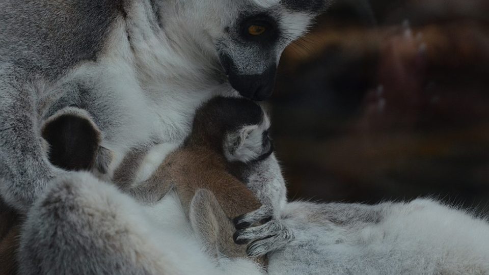 Lemur kata v ZOO Dvůr Králové nad Labem