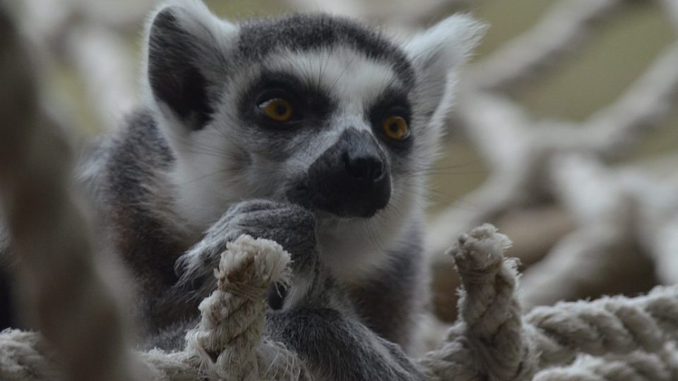 Lemur kata v ZOO Dvůr Králové nad Labem