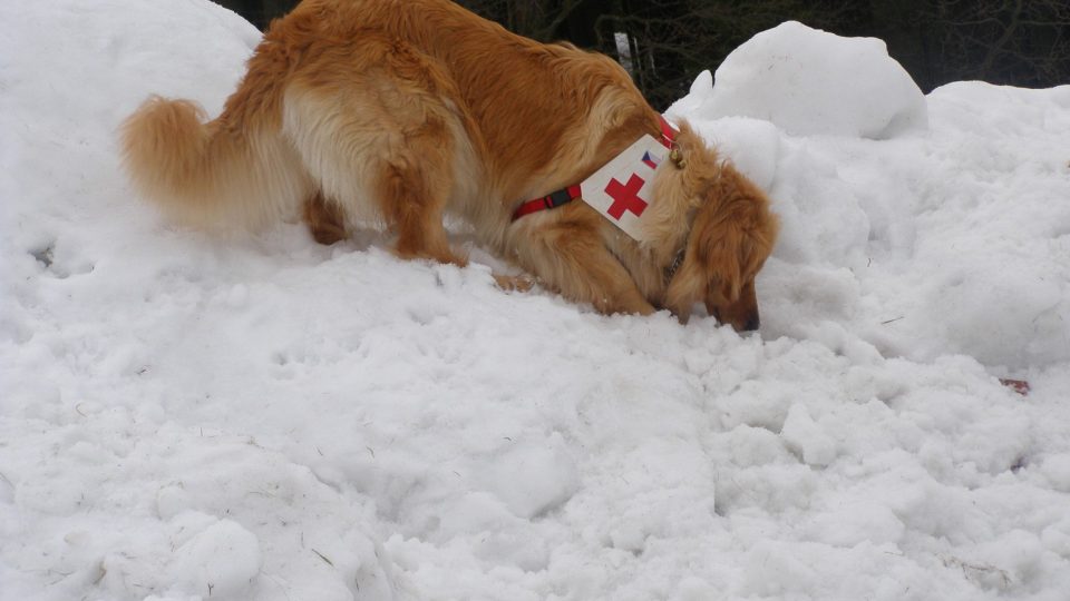 Záchranný pes při práci v lavině