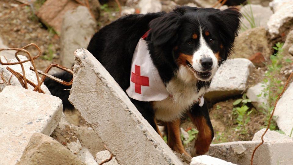 Záchranný pes vycvičený na hledání v sutinách