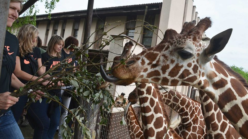 Basketbalistky adoptovaly žirafího samce Jita v ZOO Dvůr Králové nad Labem