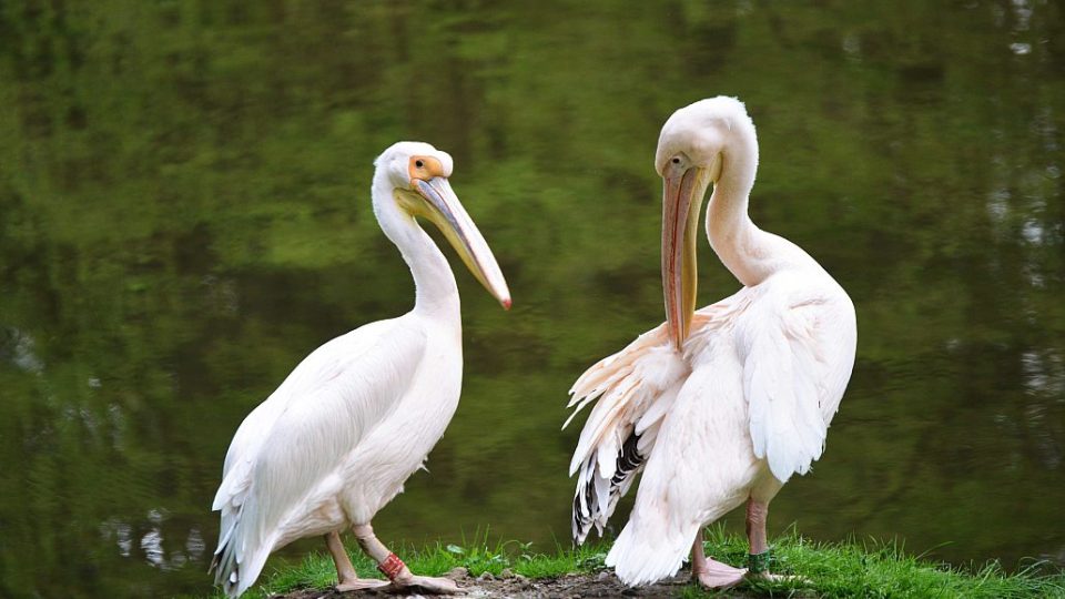 Světová rarita v odchovu pelikánů - pelikáni na safari