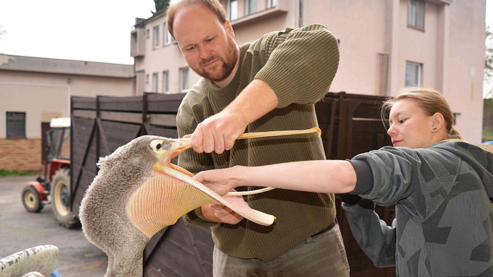 Světová rarita v odchovu pelikánů - před vypuštěním na safari dostávají antiparazitika