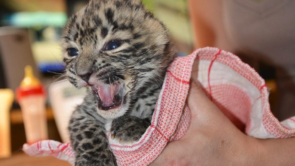 Čile k světu se teď v ZOO Dvůr Králové nad Labem mají dvě mláďata vzácného levharta perského Čile k světu se teď v ZOO Dvůr Králové nad Labem mají dvě mláďata vzácného levharta perského