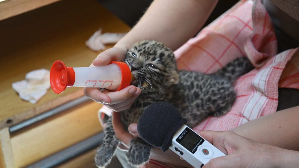 Čile k světu se teď v ZOO Dvůr Králové nad Labem mají dvě mláďata vzácného levharta perského Čile k světu se teď v ZOO Dvůr Králové nad Labem mají dvě mláďata vzácného levharta perského