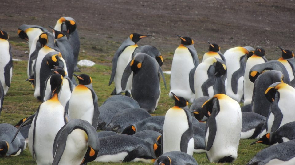 Kolonie tučňáků patagonských