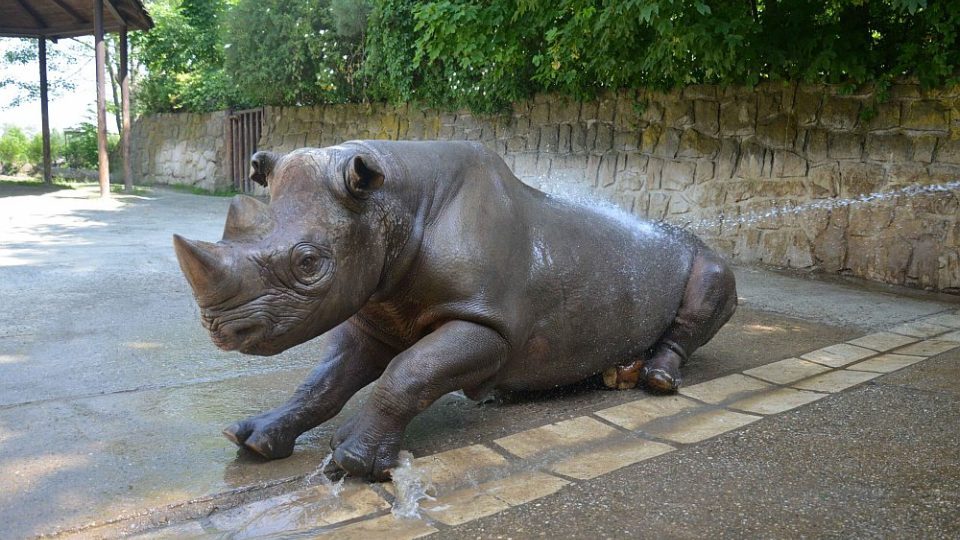 Šťastný samec nosorožce dvourohého Isis si studenou koupel opravdu vychutnal 