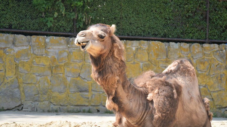 Vedra v ZOO Dvůr Králové nad Labem - spokojený velbloud jednohrbý