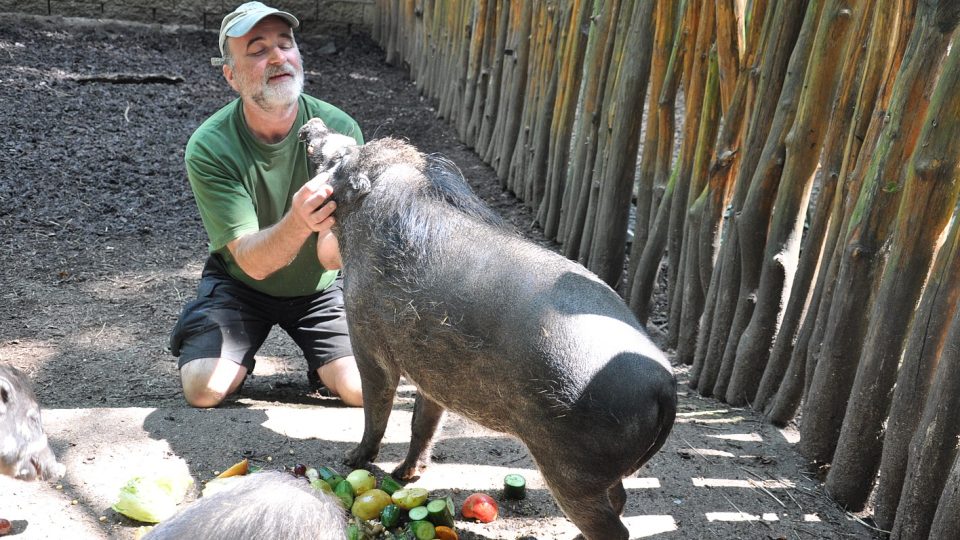 Krmení prasat visajanských Krmení prasat visajanských