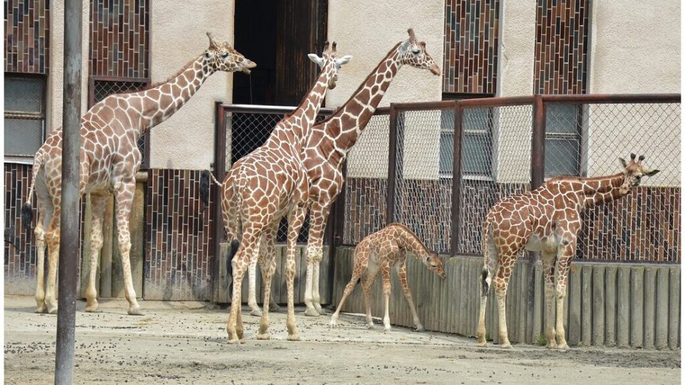 Den Českého rozhlasu Hradec Králové ve dvorské ZOO - stádo žiraf