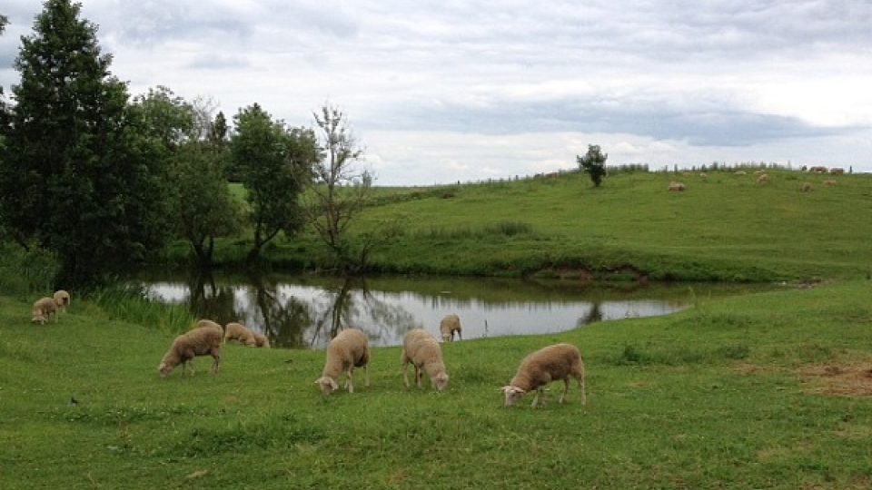 Na farmě chovají také 80 ovcí