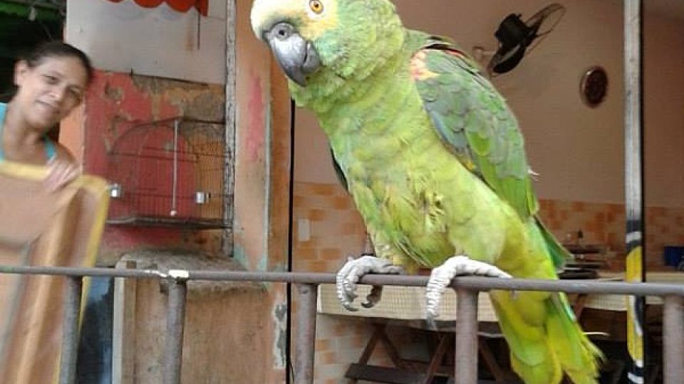 Volně puštěný papoušek jako domácí zvíře