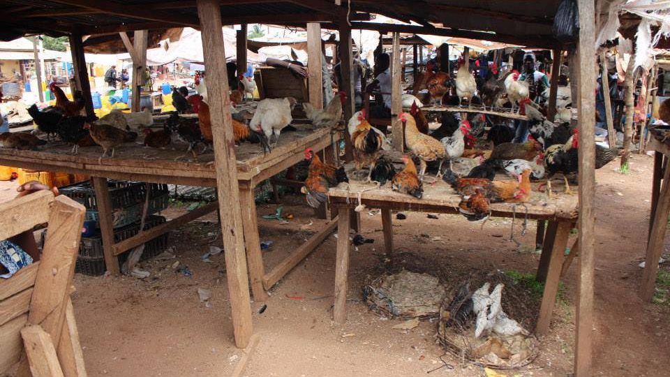 Guinea v cestovatelském Jak to vidí s Tomášem Pivodou; prodej drůbeže na místním trhu
