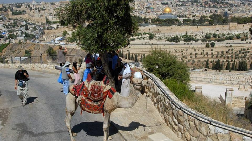 Izrael povolil Palestincům provozovat na Olivové hoře jednoho velblouda