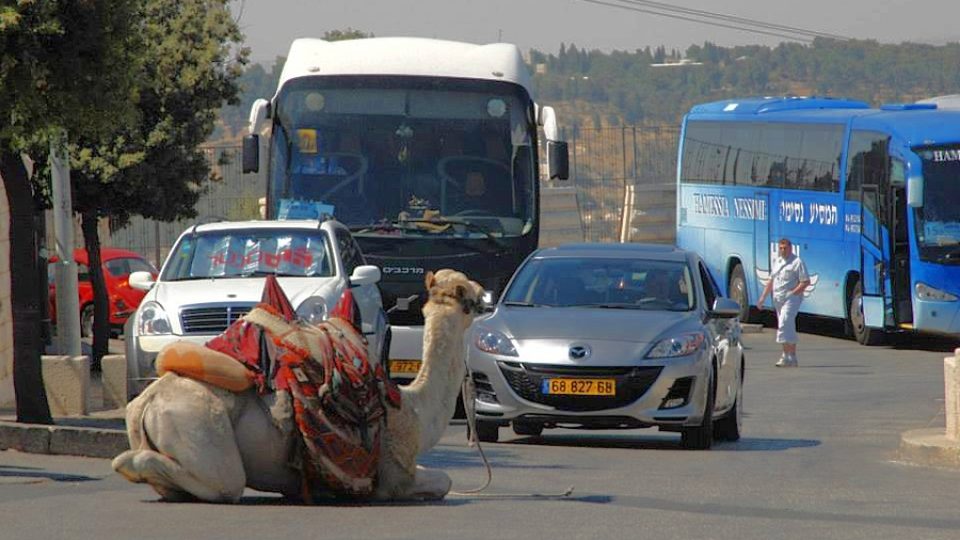 Legendární jeruzalémský velbloud Kodžak čeká na zákazníky u turistického parkoviště