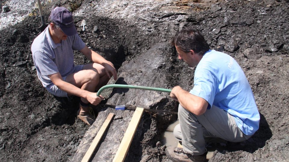 Paleontolog Jiří Kvaček (vlevo) - přestože dělá obor paleobotanika již dlouho - řezal zuhelnatělý strom pilou poprvé v životě.