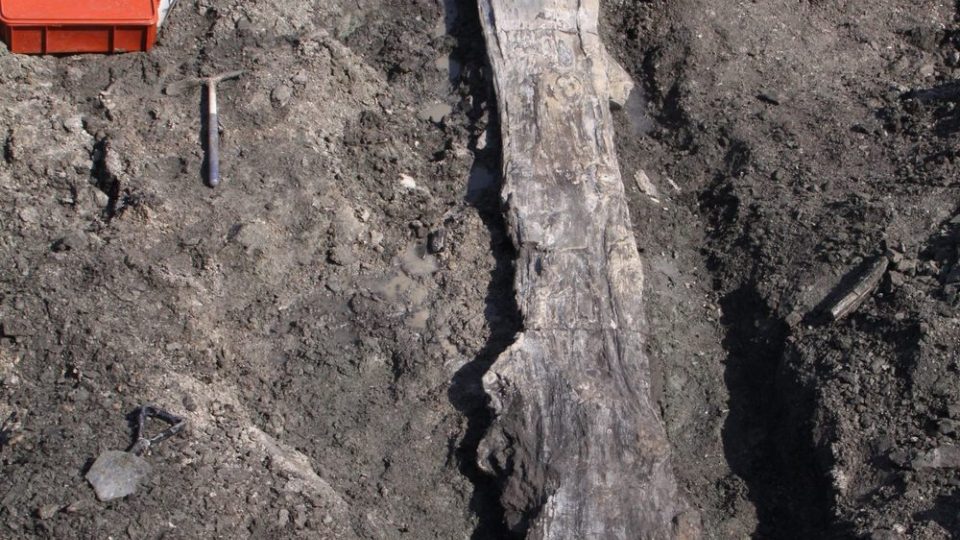 Kmen spočíval na dně hnědouhelného dolu více než 20 milionů let v takřka neporušeném stavu.
