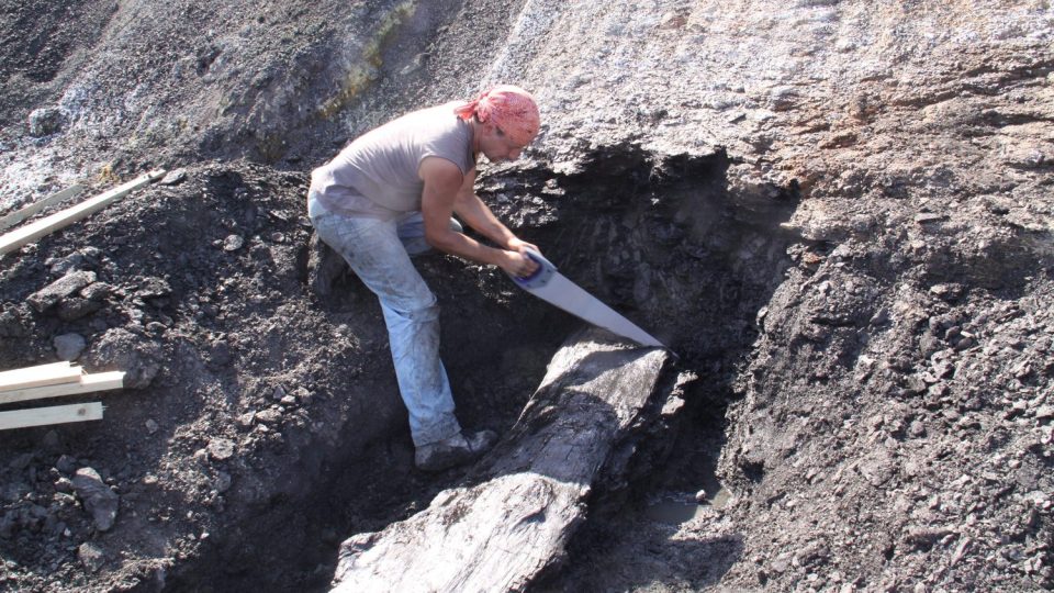 Paleontolog Boris Ekrt při oddělování kmene od jeho navazující části, která zůstala pod neodtěženými usazeninami.