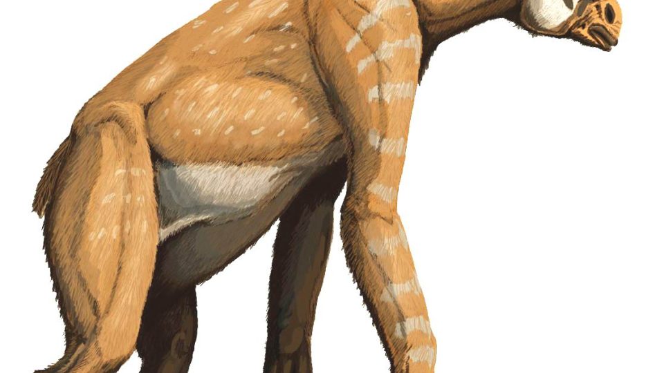 Chalicotherium - tvor, jehož kosti a zuby se nejčastěji nacházejí v dolech severočeské hnědouhelné pánve.