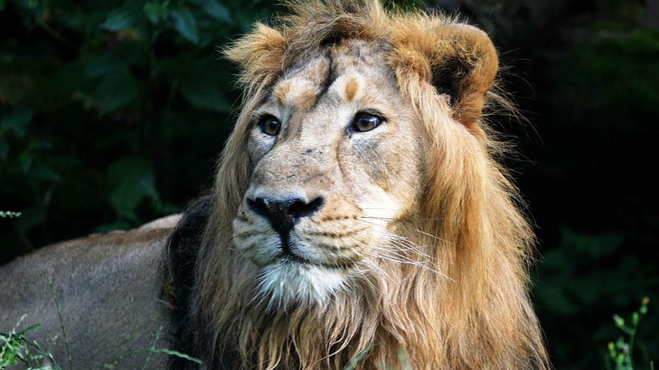 Lev Brahma v ZOO Dvůr Králové nad Labem