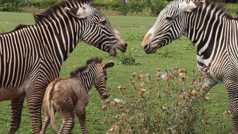 Dramatický porod zebry Grévyho v ZOO Dvůr Králové