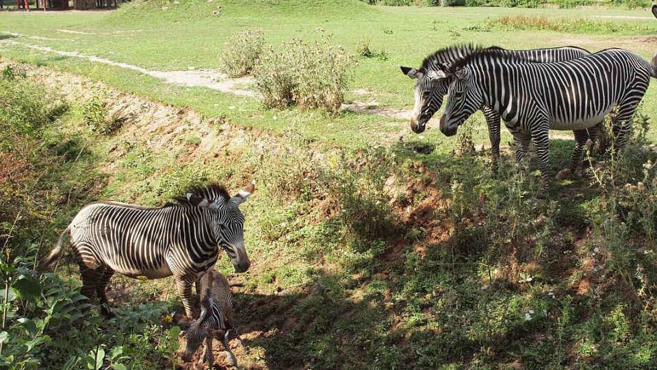 Dramatický porod zebry Grévyho v ZOO Dvůr Králové