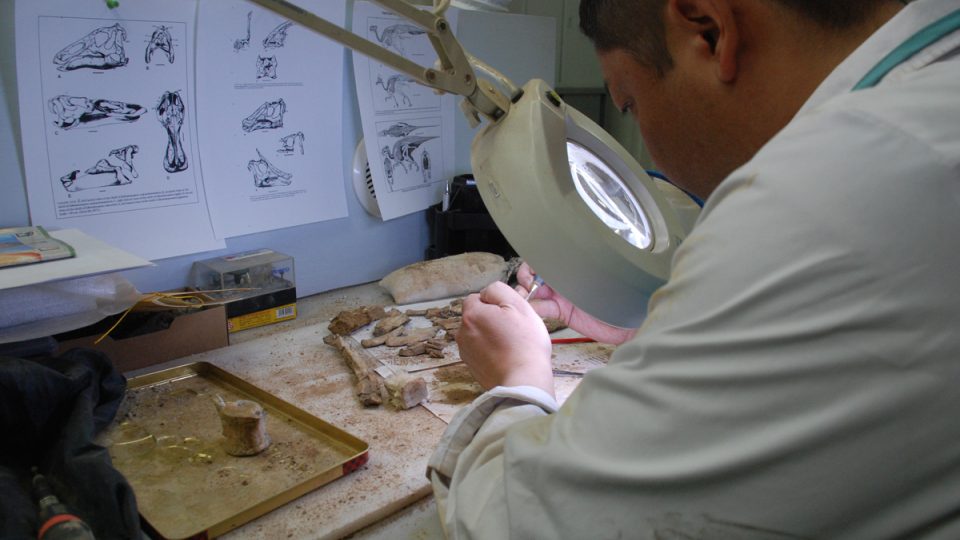 Chinzorik sedí za stolem, v ruce drží obratel dinosaura a nástroj, který nápadně připomíná zubní vrtačku