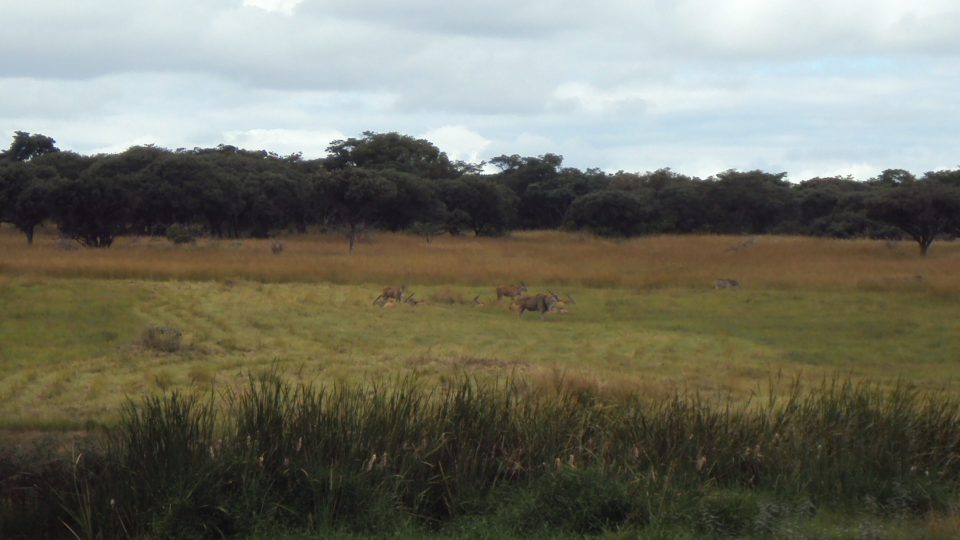 Safari park u Harare