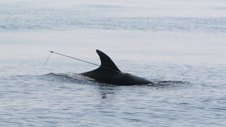 Delfíni jsou na Jadranu ohroženým druhem, jak dokazuje toto foto delfína jménem Bojan