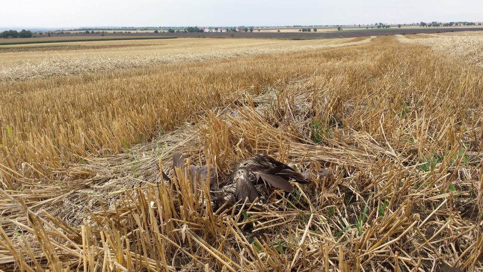 Dalších 19 mrtvých dravců nalezli ornitologové v oblasti předchozího trávení na Litoměřicku