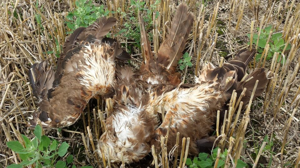 Dalších 19 mrtvých dravců nalezli ornitologové v oblasti předchozího trávení na Litoměřicku