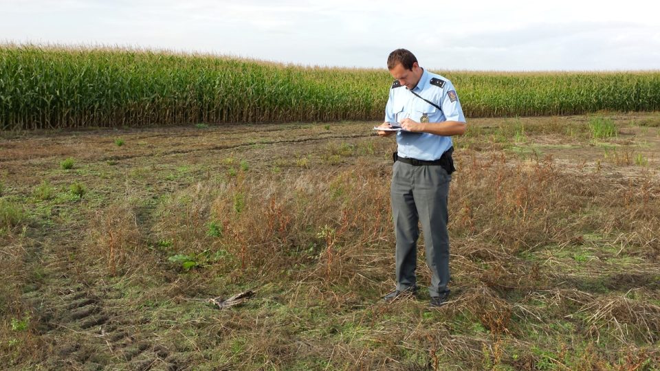 Dalších 19 mrtvých dravců nalezli ornitologové v oblasti předchozího trávení na Litoměřicku