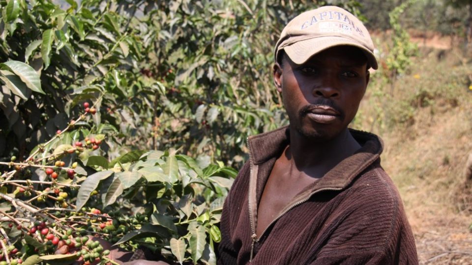 Kávovníky jsou ve Rwandě všudypřítomné