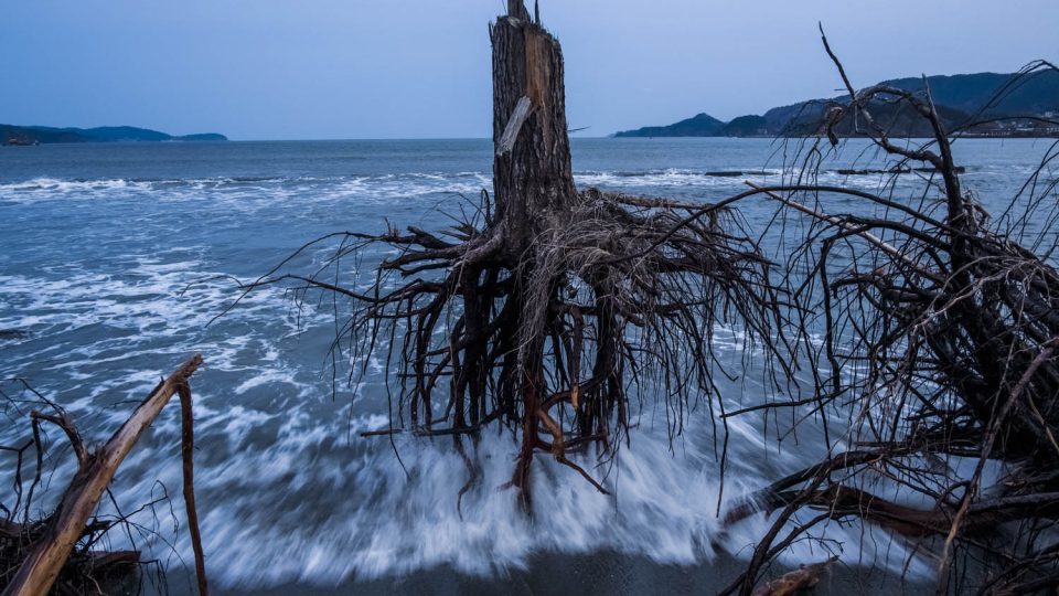 Borovice vytrhané ze země po tsunami na pláži v Japonsku zachytil Daniel Berehulak