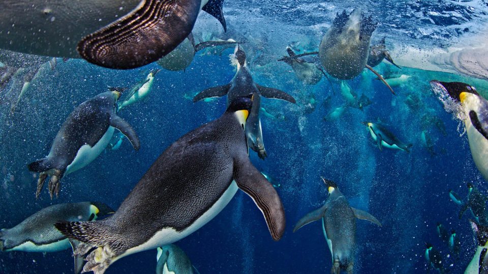 Tučňáky plavající pod vodní hladinou vyfotil Paul Nicklen. Za fotku získal první místo v kategorii Nature Stories