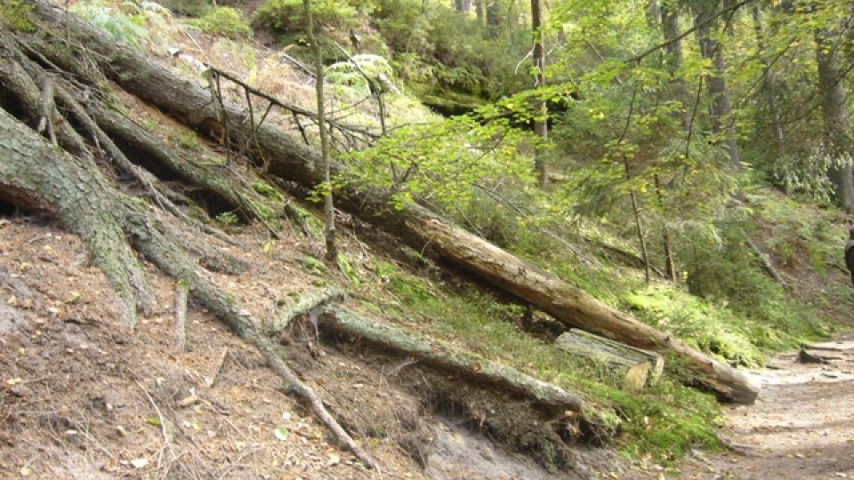 Pekelské údolí - nebezpečné stromy byly vykáceny