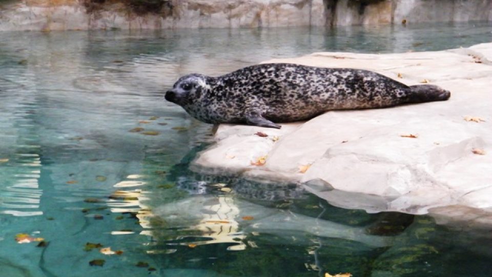 Tuleni mají v ústecké zoo nový bazén