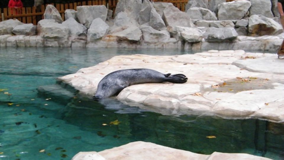 Tuleni mají v ústecké zoo nový bazén