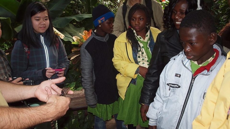 Studenti z Ghany a ZŠ Strž si prohlížejí mládě kajmana hladkočelého