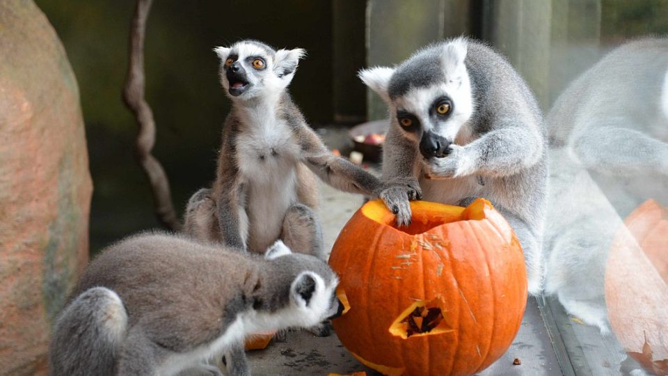 Týden duchů 2013 v ZOO Dvůr Králové nad Labem