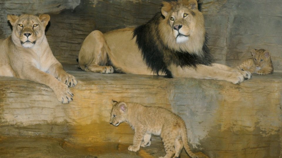 Rodina lvů berberských