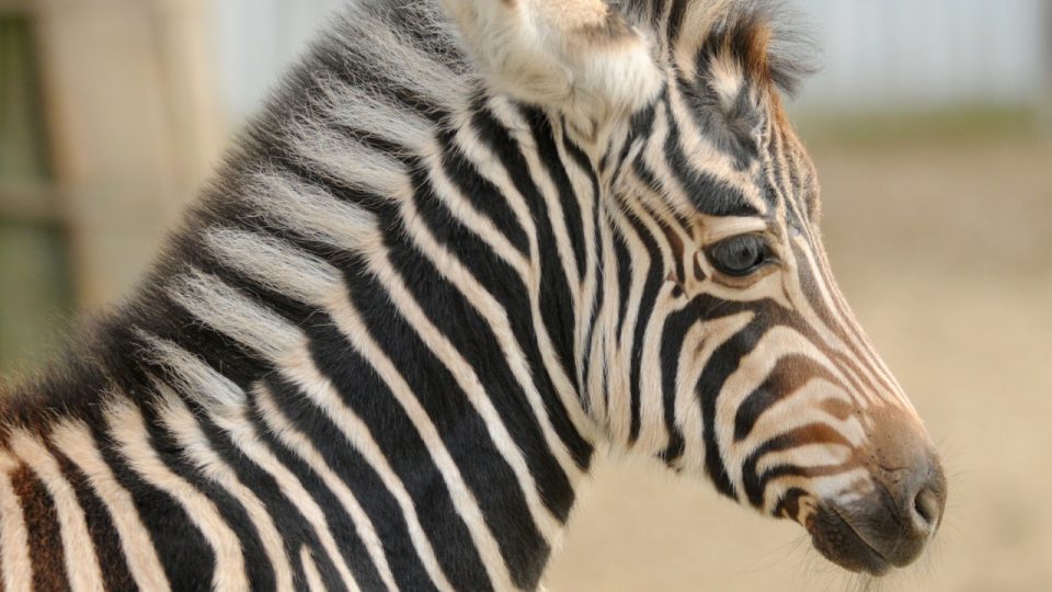Malá zebra Chapmanova 