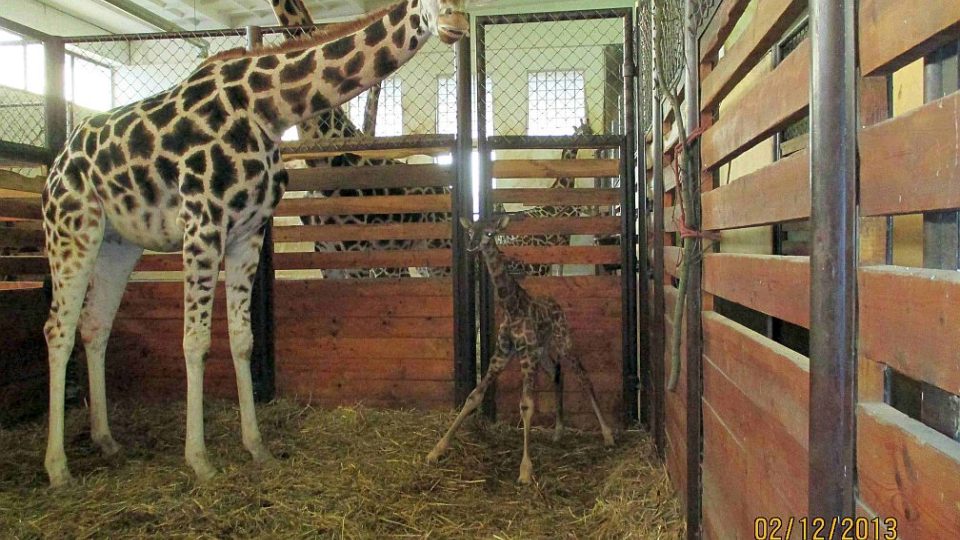 V ZOO Dvůr Králové se narodilo 250. mládě žirafy